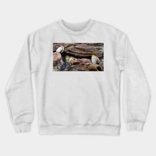 Shells Sculpture. Vladivostok Oceanarium Crewneck Sweatshirt